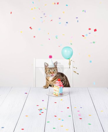 Photo for Hungry cat with birthday hat sits at the table and licks his lips while waiting for a slice of cake with confetti and balloons. - Royalty Free Image