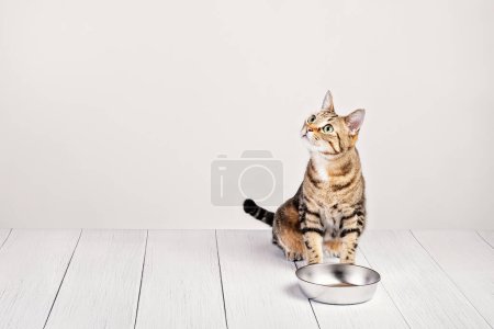 Photo for Dinnertime for cute hungry domestic cat sitting and waiting to be fed by a metal food dish on a white background. Copy space. - Royalty Free Image