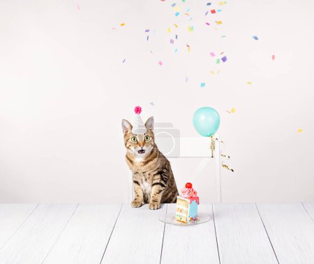 Photo for Surprised cat at his birthday party with a slice of cake, confetti and balloons. - Royalty Free Image