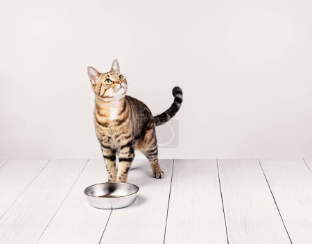 Photo for Dinnertime for cute hungry domestic cat standing and waiting to be fed by metal food dish on a white background. Copy space. - Royalty Free Image