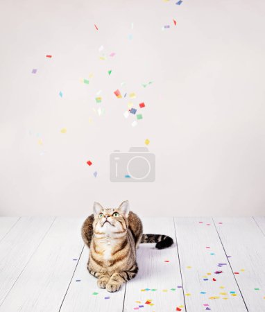 Photo for Happy domestic tabby cat celebrating birthday looking up as party confetti falls. - Royalty Free Image