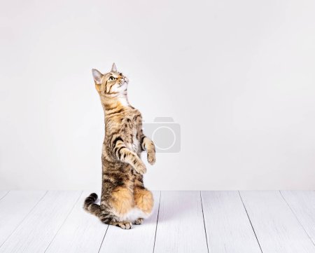Photo for Cute domestic cat sits pretty to beg for treats. White background with copyspace. - Royalty Free Image