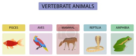 Téléchargez les illustrations : Animaux vertébrés du règne animal diagramme de classification, modèle infographique pour la biologie, animaux - en licence libre de droit