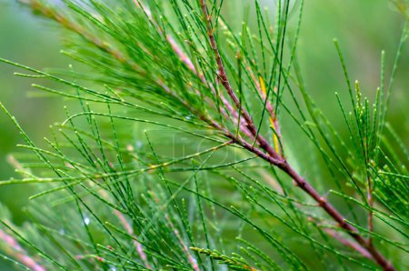 Foto de Cemara Udang, pino australiano o pino silbante (Casuarina equisetifolia) hojas, foco poco profundo. Fondo natural - Imagen libre de derechos
