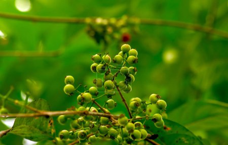 Photo for Indonesian bay leaf or daun salam, Syzygium polyanthum seeds, in shallow focus - Royalty Free Image