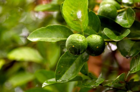 Foto de Limón fresco, Lima (Citrus aurantifolia) en el árbol - Imagen libre de derechos