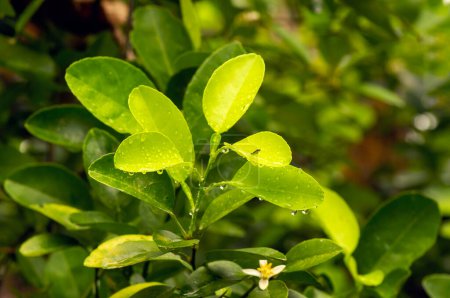 Foto de Limón fresco, Cal (Citrus aurantifolia) hojas verdes con agua salpicada - Imagen libre de derechos