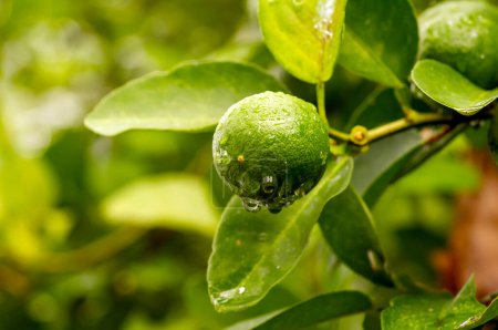 Frische Zitrone, Limette (Citrus aurantifolia) am Baum
