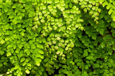 Suplir, Adiantum Venustum Himalayan maidenhair fern, green foliage background