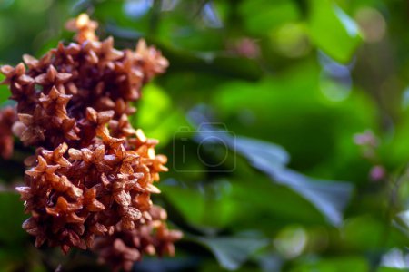 Téléchargez les photos : Tahongai, arbre hôte (Kleinhovia hospita), connu sous le nom de Timoho (Java, Indonésie), fleurs et graines. Objet sélectionné. - en image libre de droit