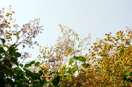 Téléchargez les photos : Tahongai, arbre hôte, Kleinhovia hospita, connu sous le nom de Katimaha, Timoho (Java, Indonésie) fleurs et graines roses. - en image libre de droit