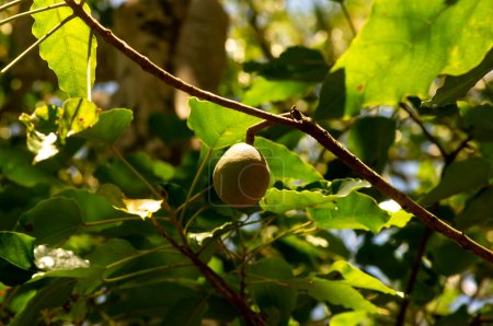 Foto de Una fruta de la vela (Aleurites moluccana) y hojas verdes, enfoque poco profundo. - Imagen libre de derechos
