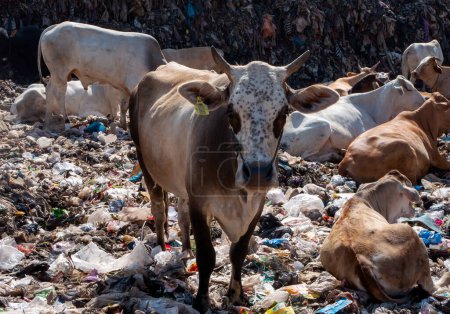 A herd of cows looking for food in the landfill, in Indonesia