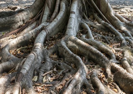 Photo for Banir Beringin Iprik, Preh, Ficus retusa, Ficus truncata root buttress, natural background. - Royalty Free Image