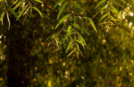 Grüne Blätter von Cajuput-Blättern (Melaleuca cajuputi), im flachen Fokus. Natürlicher Hintergrund.