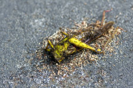 Black tropical ants eat  a dead brown grasshopper on the ground.