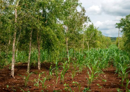 Cajuput trees (Melaleuca cajuputi) and young corn plants growing on the dry land, in Gunung Kidul region, Yogyakarta, Indonesia.