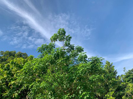 Foto de Baobab árbol de África, Adansonia digitata hojas verdes con fondo de cielo azul. - Imagen libre de derechos
