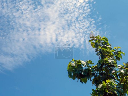 Green teak leaves, Tectona grandis with blue sky background.