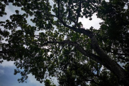 Acajou, forêt de Swietenia macrophylla à Gunung Kidul, Yogyakarta, Indonésie.