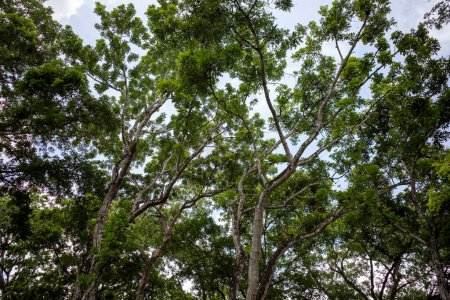 Acajou, forêt de Swietenia macrophylla à Gunung Kidul, Yogyakarta, Indonésie.