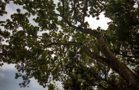 Mahagoni-Baum, Swietenia macrophylla Wald in Gunung Kidul, Yogyakarta, Indonesien.