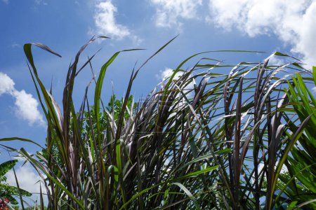 Rumput Gajah Ungu, Red Napier, Vertigo fountain grass (Pennisetum purpureum), known as pearl millet.