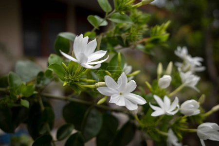 White crepe Jasmine flowers (Tabernaemontana divaricata), shallow focus.