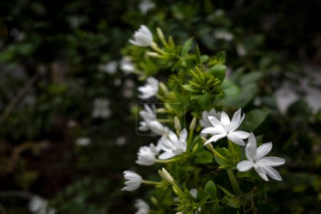 White crepe Jasmine flowers (Tabernaemontana divaricata), shallow focus.