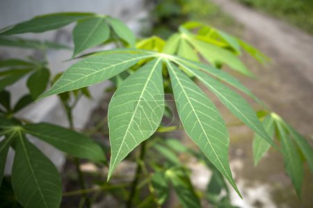 Cassava, Mandioa, Maniok, Tapiokabäume (Manihot esculenta), junge grüne Blätter, flacher Fokus.