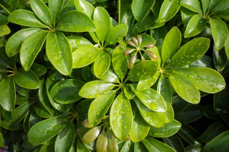 Parapluie nain (Schefflera arboricola) feuilles vertes avec éclaboussures d'eau. Contexte naturel.