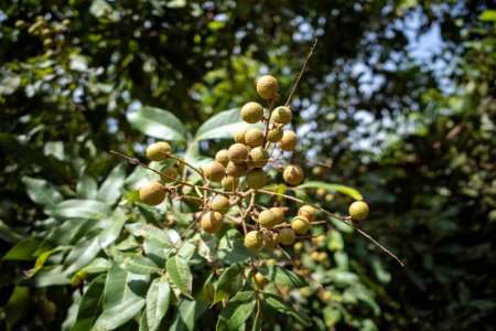Longan raw fruits (Dimocarpus longan) on the tree, in shallow focus.