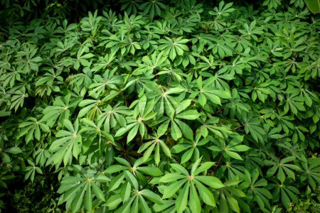 Cassava, Mandioa, Maniok, Tapiokabäume (Manihot esculenta), junge grüne Blätter.