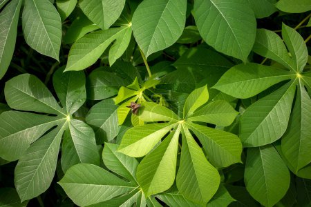 Cassava, Mandioa, Maniok, Tapiokabäume (Manihot esculenta), junge grüne Blätter und ein brauner Schmetterling.