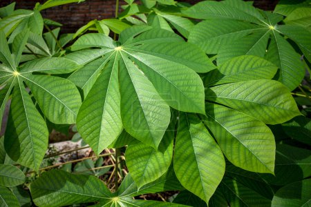 Cassava, Mandioa, Maniok, Tapiokabäume (Manihot esculenta), junge grüne Blätter.