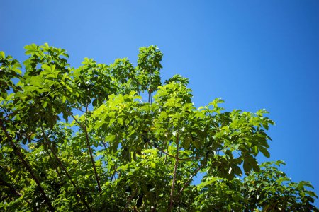 Foto de Baobab árbol de África, Adansonia digitata hojas verdes con fondo de cielo azul. - Imagen libre de derechos