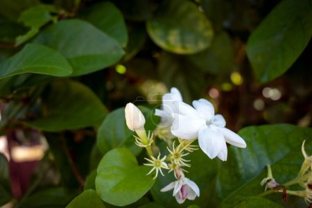 Jasmine flower, Jasminum sambac, Arabian jasmine or Sambac jasmine, on blurred background, selected focus