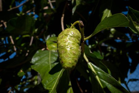Mengkudu, rohe Noni-Frucht (Morinda citrifolia), auch Hungerfrucht genannt.