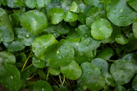 Nahaufnahme von Daun Pegagan, Centella asiatica Blätter mit Wasserspritzer. Hintergrund Natur.