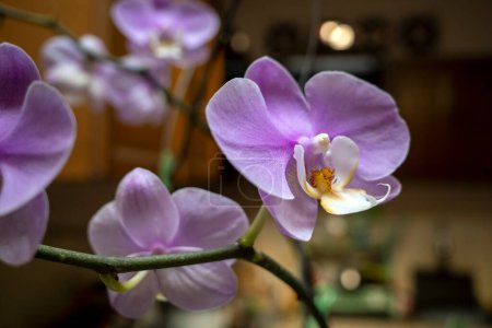 Purple Moth orchids (Phalaenopsis amabilis), commonly known as the moon orchid.