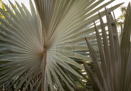 Bismarckia nobilis or Bismarck palm, a palm tree for a politician.
