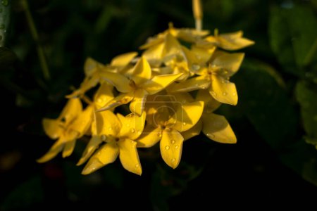 Yellow Soka Flower, Ixora coccinea, Jungle geranium, a species in the family Rubiaceae. Shallow focus.