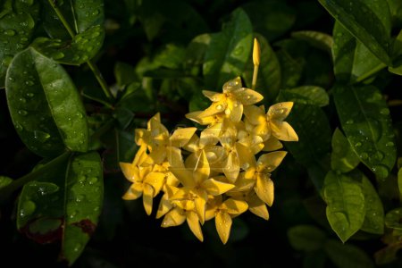 Gelbe Sokablüte, Ixora coccinea, Jungle geranium, eine Art aus der Familie der Rubiaceae. Oberflächlicher Fokus.
