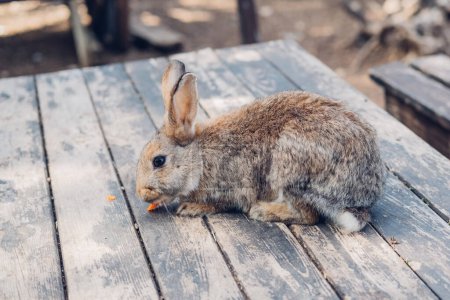 Cute funny domestic rabbit eating carrot. Farm life. . High quality photo