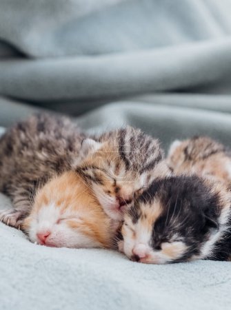 Foto de Gatitos recién nacidos. Recién nacidos gatitos ciegos dormir cómodamente todos juntos. - Imagen libre de derechos