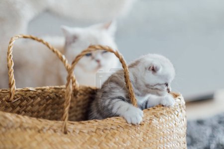 Foto de Madre gato está viendo su juguetón gatito sentado en una canasta. Concepto de mascotas y animales domésticos. - Imagen libre de derechos