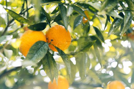 Foto de Primer plano de las naranjas cítricas en un árbol y el sol brillando a través de las hojas - Imagen libre de derechos