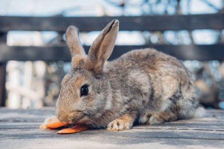 Foto de Lindo conejo doméstico divertido comiendo zanahoria. Vida en la granja. .. Foto de alta calidad - Imagen libre de derechos