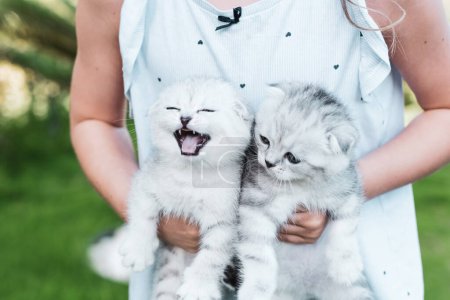 Foto de Niña sosteniendo manos grises gatitos esponjosos. Niño mimos dos blanco pequeño gatos al aire libre. - Imagen libre de derechos