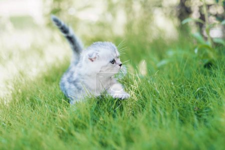 Foto de Gatito valiente al aire libre en una aventura. Divertido pequeño gato caminando en desenfocado verde hierba fondo - Imagen libre de derechos